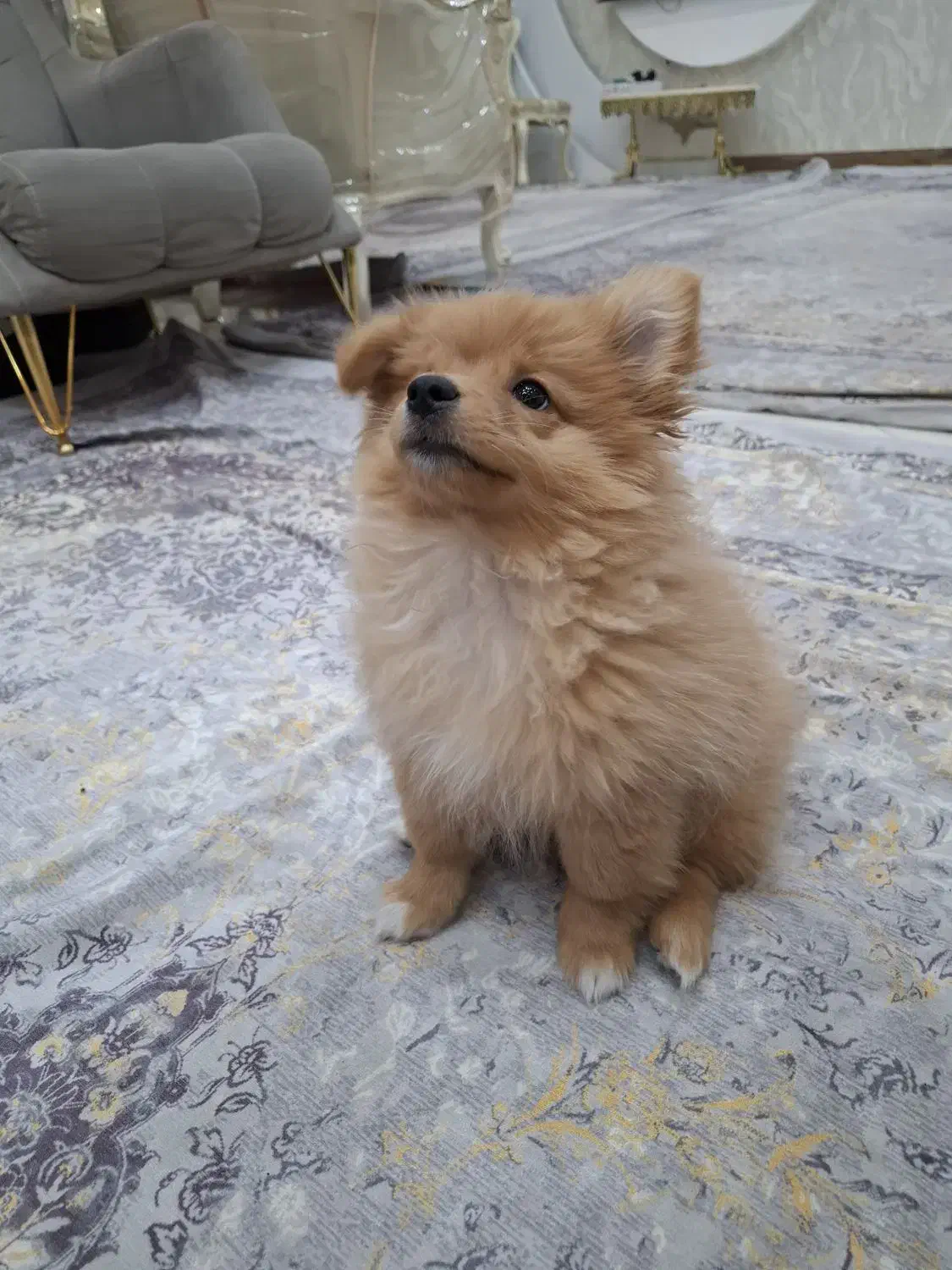 سگ پامرین خرسی نر|سگ|کرمانشاه, |دیوار