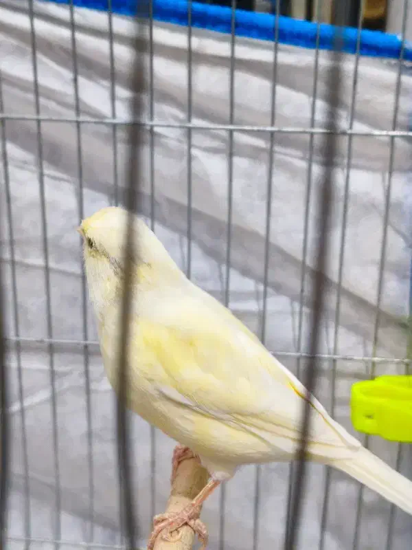 فروش قناری ماده|پرنده|مسجد سلیمان, |دیوار