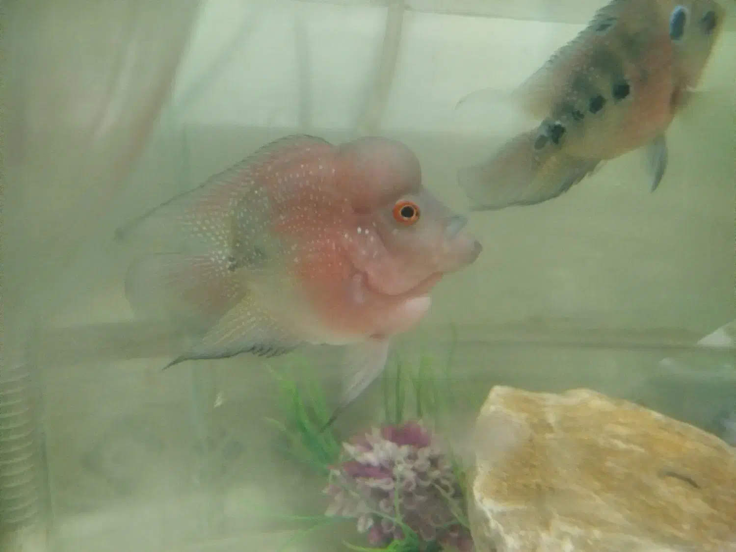 ماهی فلاور جفت|ماهی|تویسرکان, |دیوار