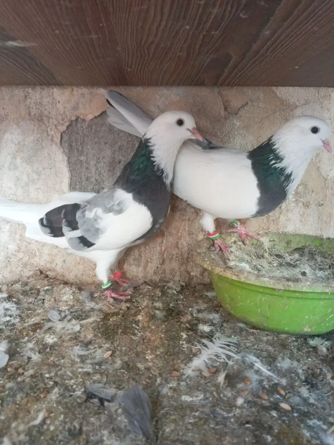 کبوتر پرشی دهنجور|پرنده|جویبار, |دیوار