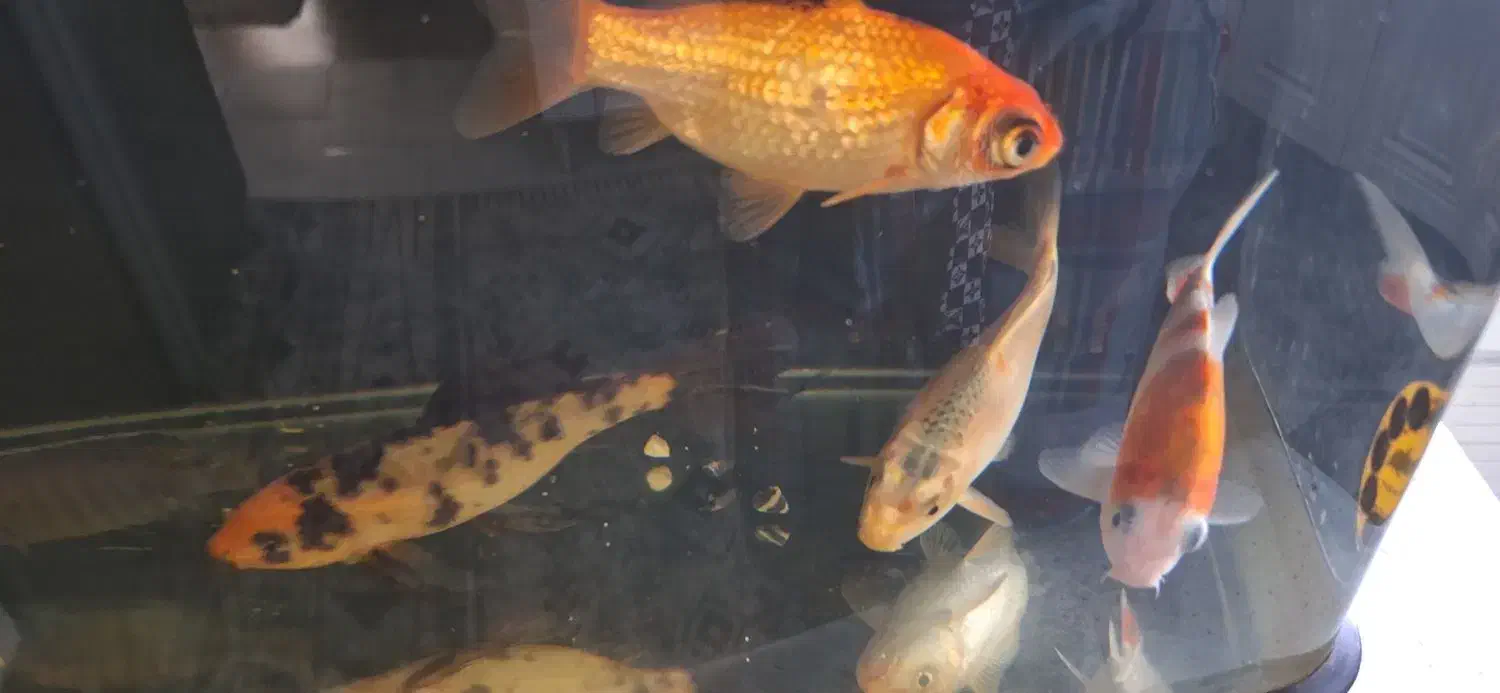 فروش تعدادی ماهی کوی .|ماهی|شیراز, شهرک مخابرات|دیوار