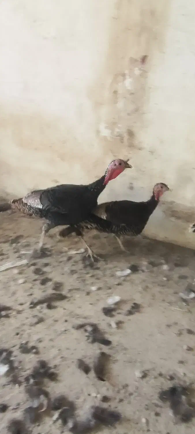 فروش فروش بوقلمون|حیوانات مزرعه|جوادآباد, |دیوار