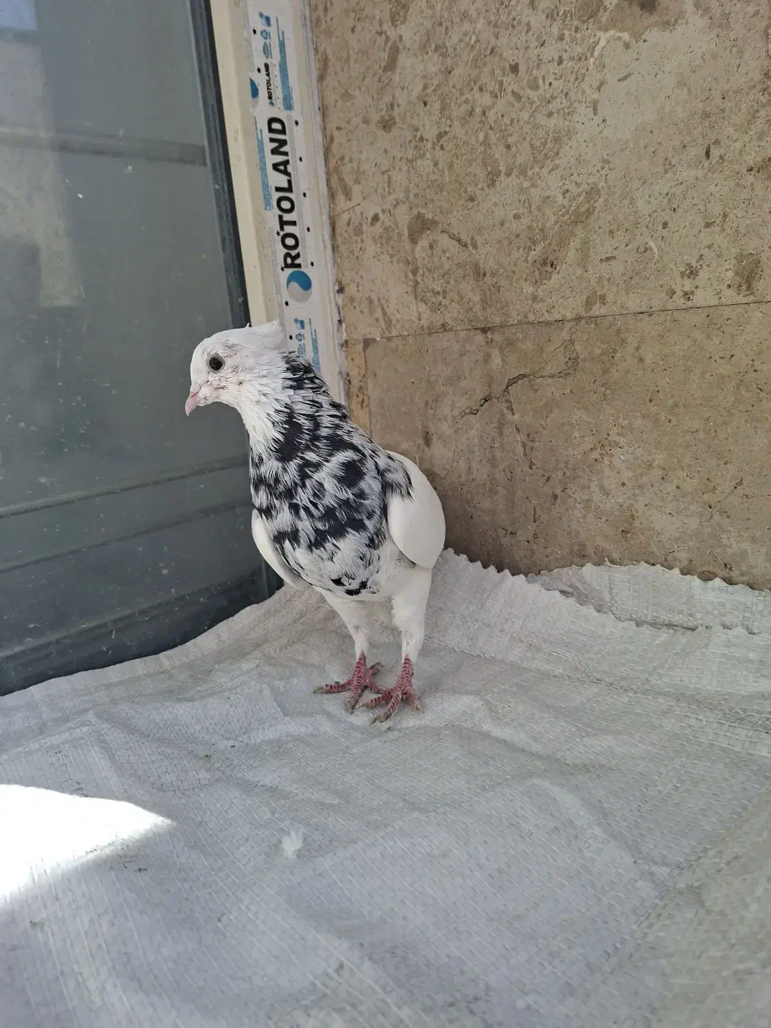 کبوتر طوقی|پرنده|قم, انسجام|دیوار