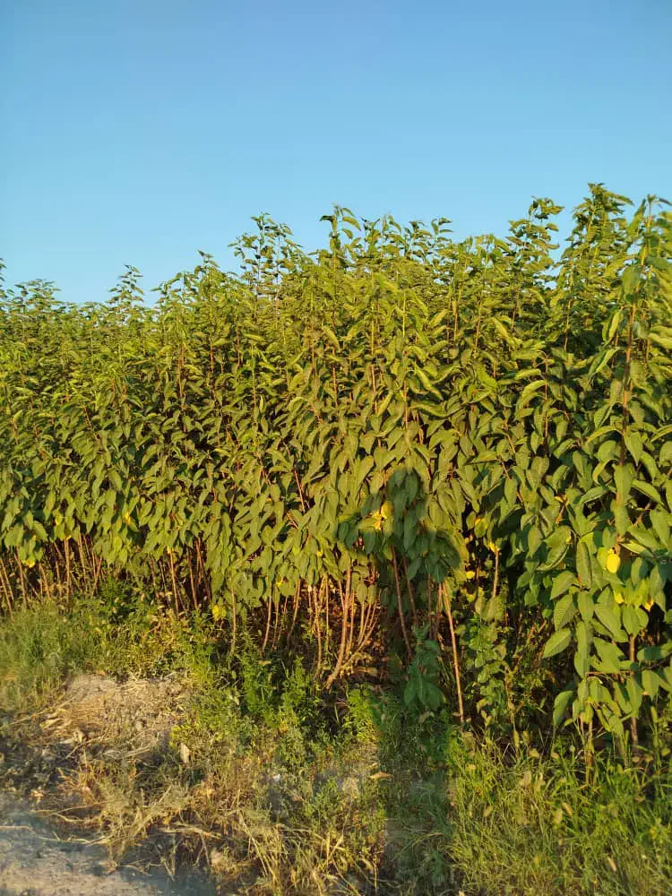 نهال های لیبل دار و شناسه دار|خدمات باغبانی و درختکاری|شاندیز, |دیوار