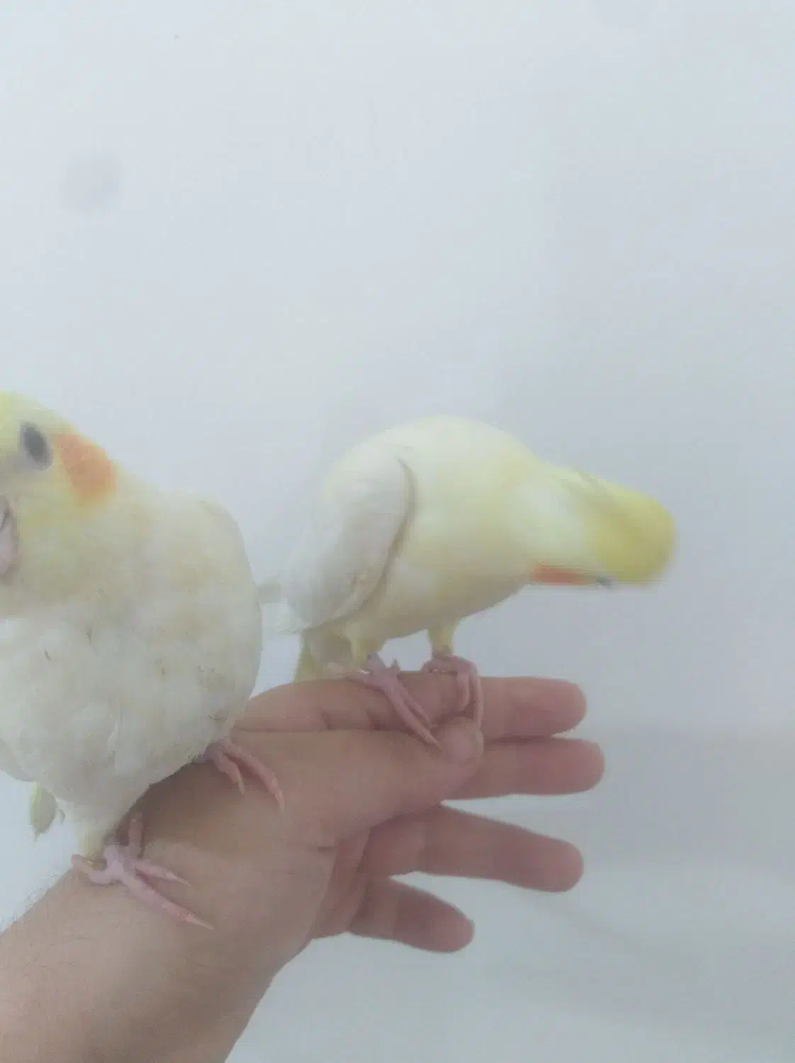 عروس هلندی جوجه|پرنده|قائمشهر, |دیوار