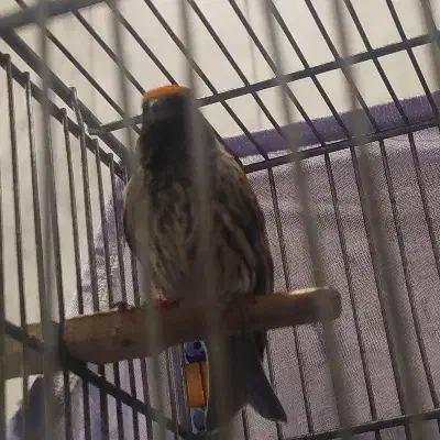 گلسر نر|پرنده|کهریزک, |دیوار