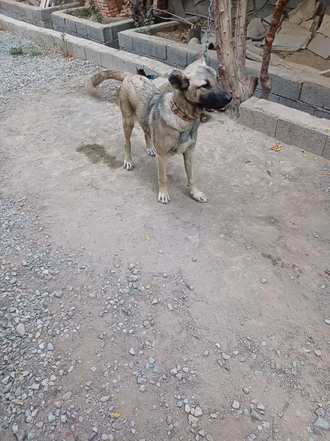 سگ نر ۹ ماهه|سگ|فردوسیه, |دیوار