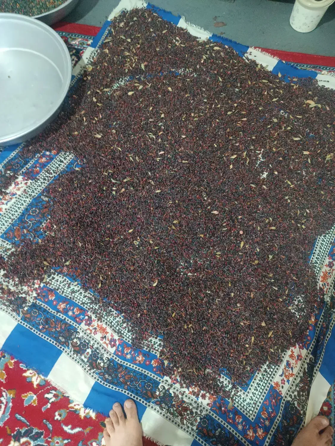زرشک خشک و تر کوهی|خوردنی و آشامیدنی|شیراز, گلستان|دیوار