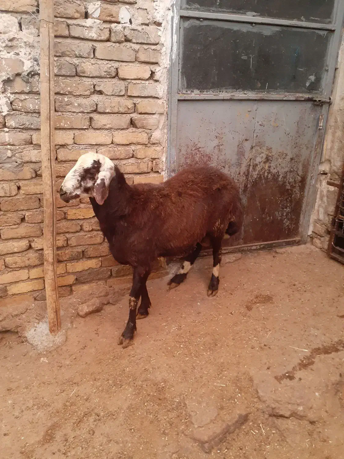 بره قوچ سر سفید|حیوانات مزرعه|گیان, |دیوار