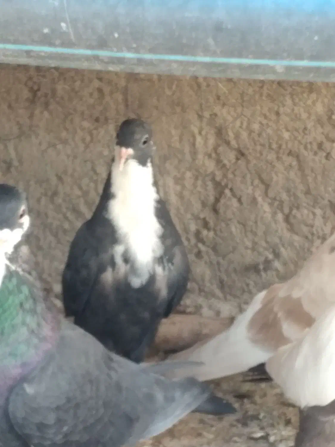 رسمی  ریش بردسیر|پرنده|کرمان, |دیوار