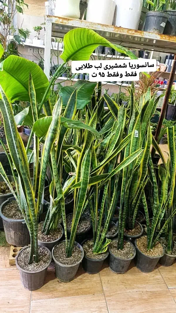 سانسوریا شمشیری لب طلایی|گل و گیاه طبیعی|بیرجند, |دیوار