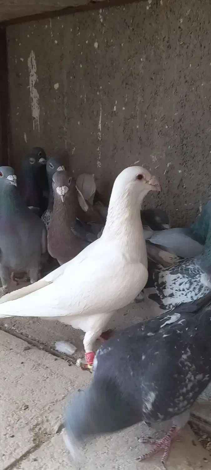 کبوتر آلمان|پرنده|نیشابور, شهید بهشتی|دیوار