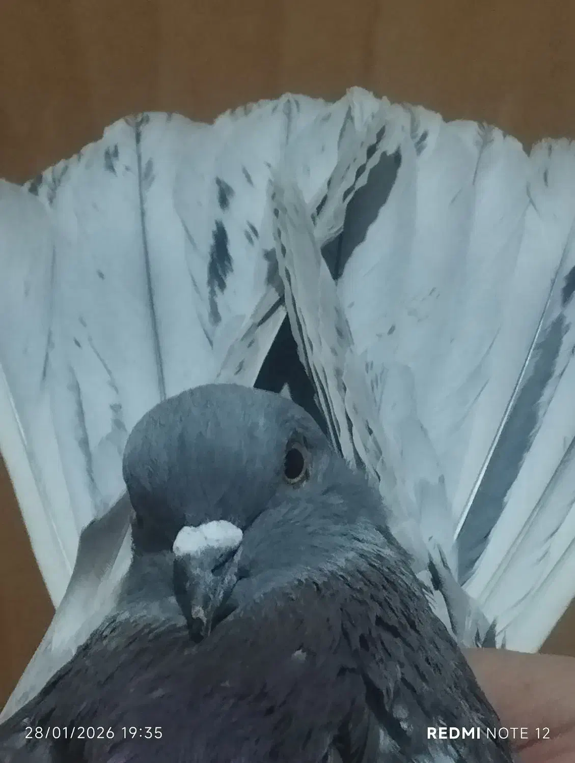 کفتر تهرانی|پرنده|تهران, شهرک رضویه|دیوار