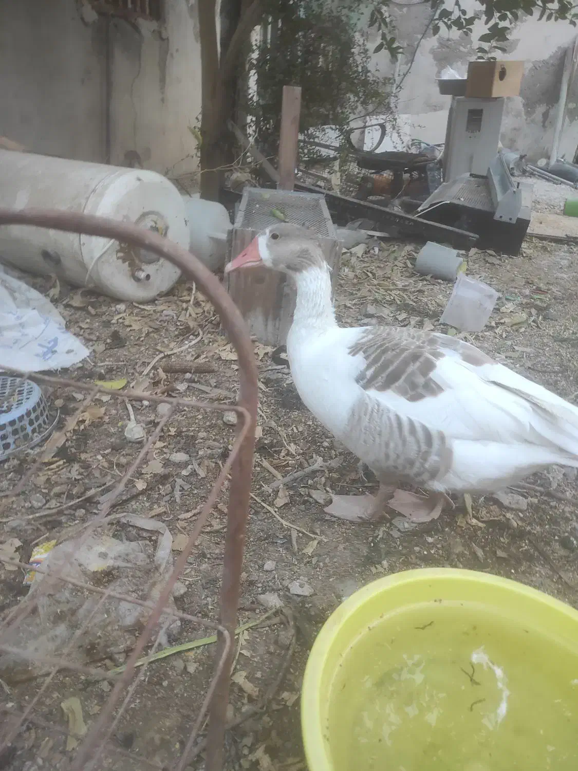 غاز ماده بالغ و تعدادی مرغ و خروس محلی|حیوانات مزرعه|چغادک, |دیوار