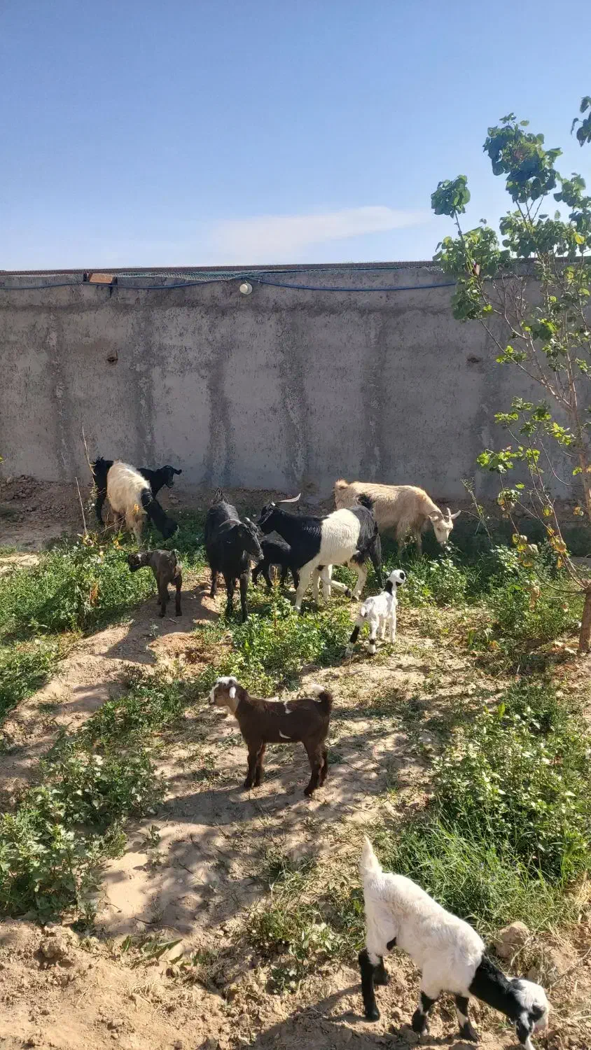 بز بزعاله دوقول جون شیرا|حیوانات مزرعه|بادرود, |دیوار