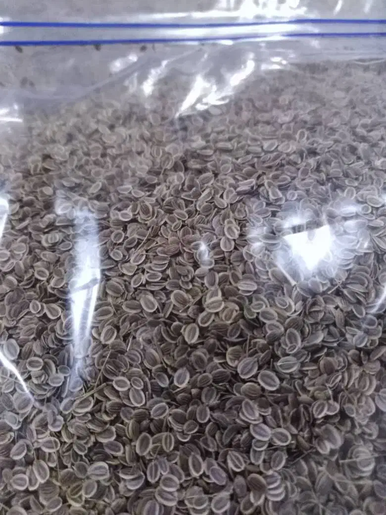 بذر شوید گاوریش|حراج|برازجان, |دیوار