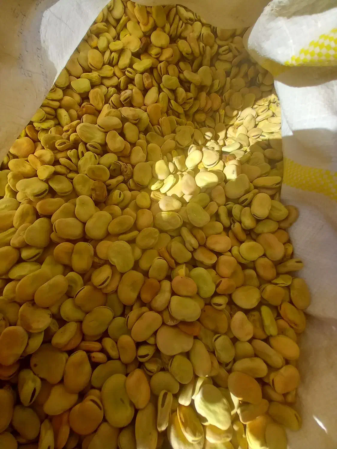 باقالی شاخ بزی|خوردنی و آشامیدنی|بیرانوند, |دیوار