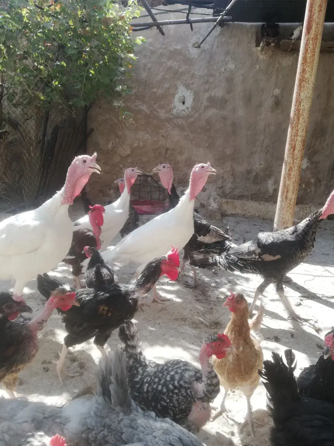 بوقلمون محلی|حیوانات مزرعه|کازرون, |دیوار