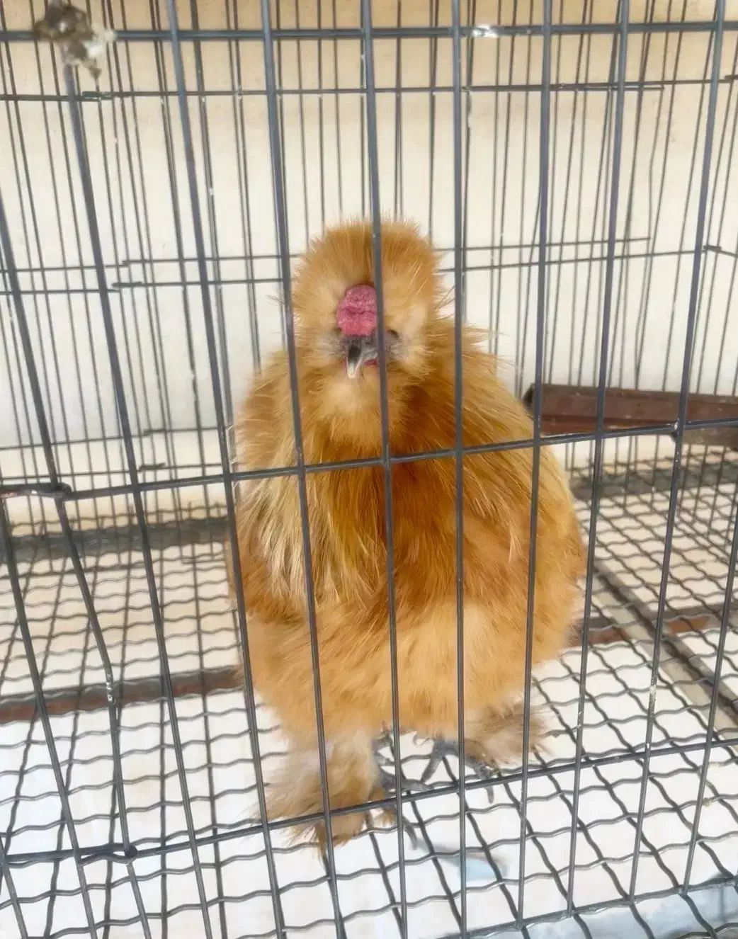 مرغ خروس جوجه ابریشمی کوپال بوف|حیوانات مزرعه|ورامین, شهرک فاطمیه|دیوار