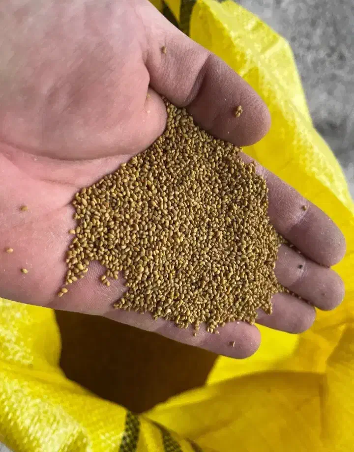 بزر یونجه|عمدهفروشی|کنگاور, |دیوار