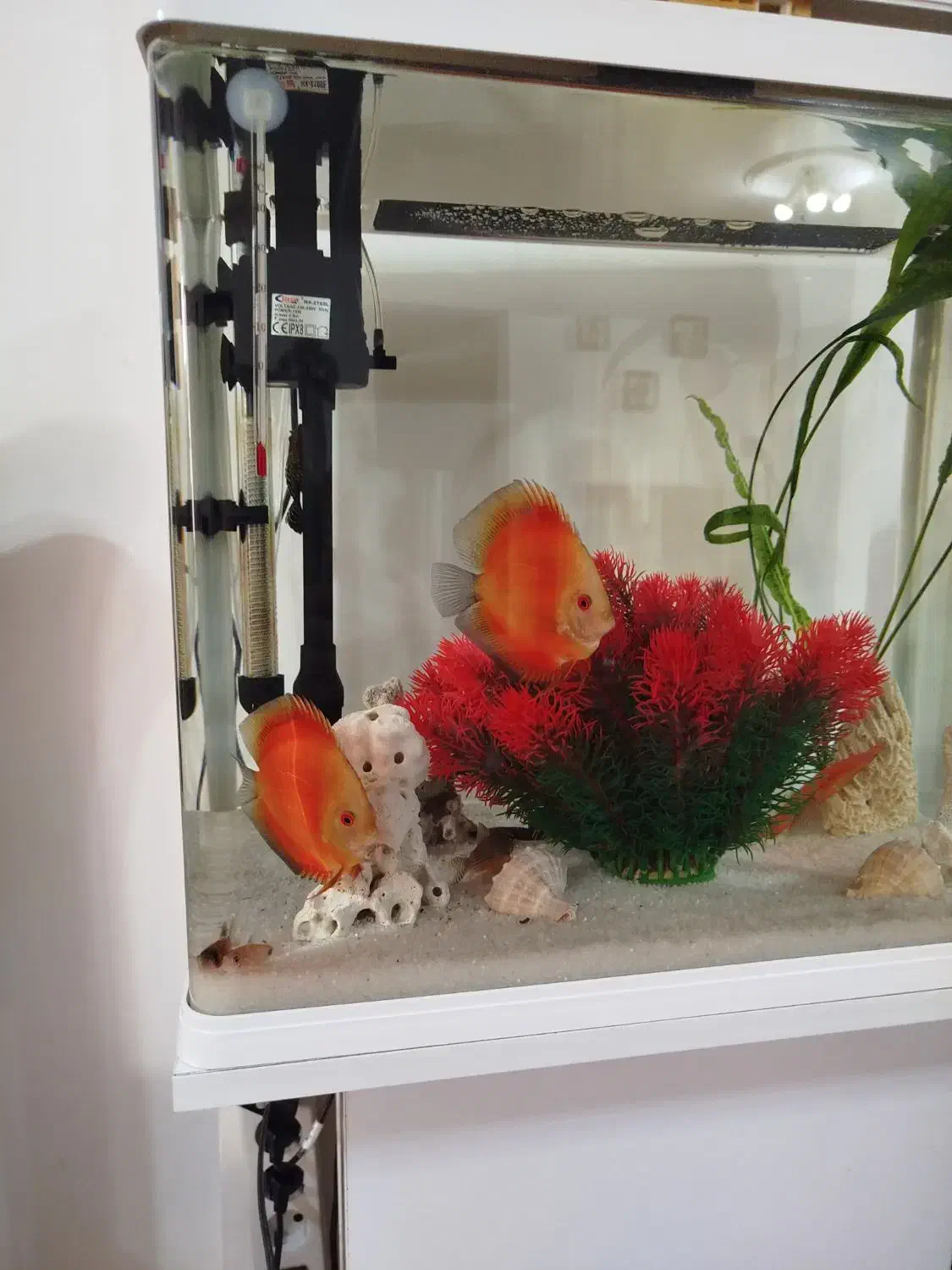 یک جفت ماهی دیسکس فوجی رد|ماهی|مراغه, |دیوار