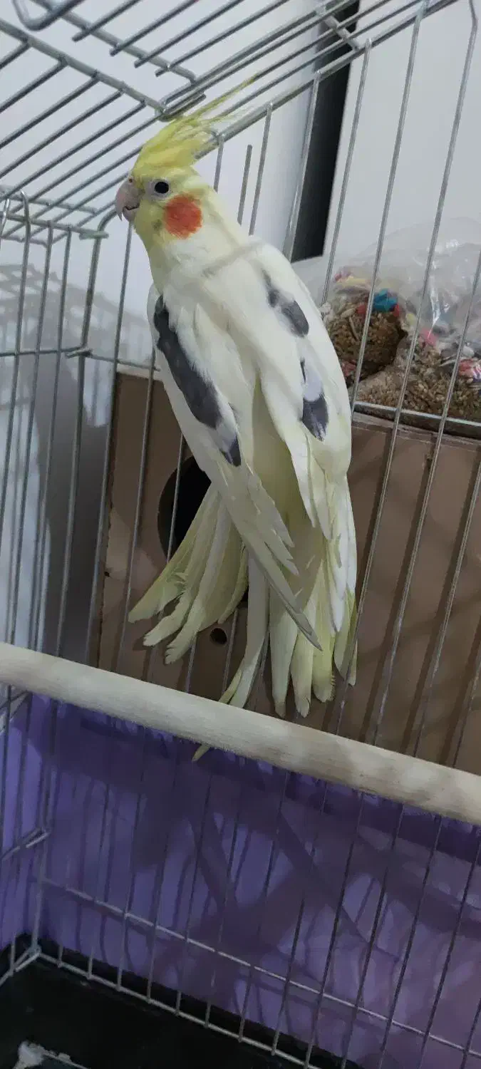 عروس هلندی|پرنده|گلستان (تهران), |دیوار