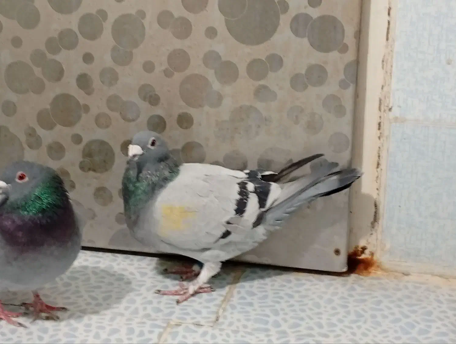 پلاکی|پرنده|ایلخچی, |دیوار