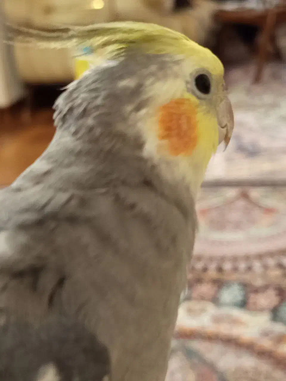 گم شدن عروس هلندی|پرنده|زاهدان, |دیوار