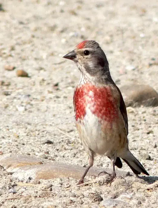چنتا سهره سینه سرخ قناری.گلبسر.کبوتر.انگشتر|پرنده|کرمانشاه, |دیوار