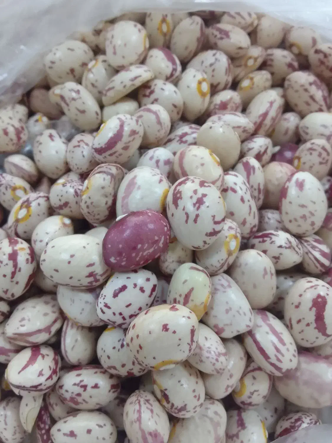 لوبیا چیتی بوجار ولیزر درجه یک|عمدهفروشی|دهاقان, |دیوار