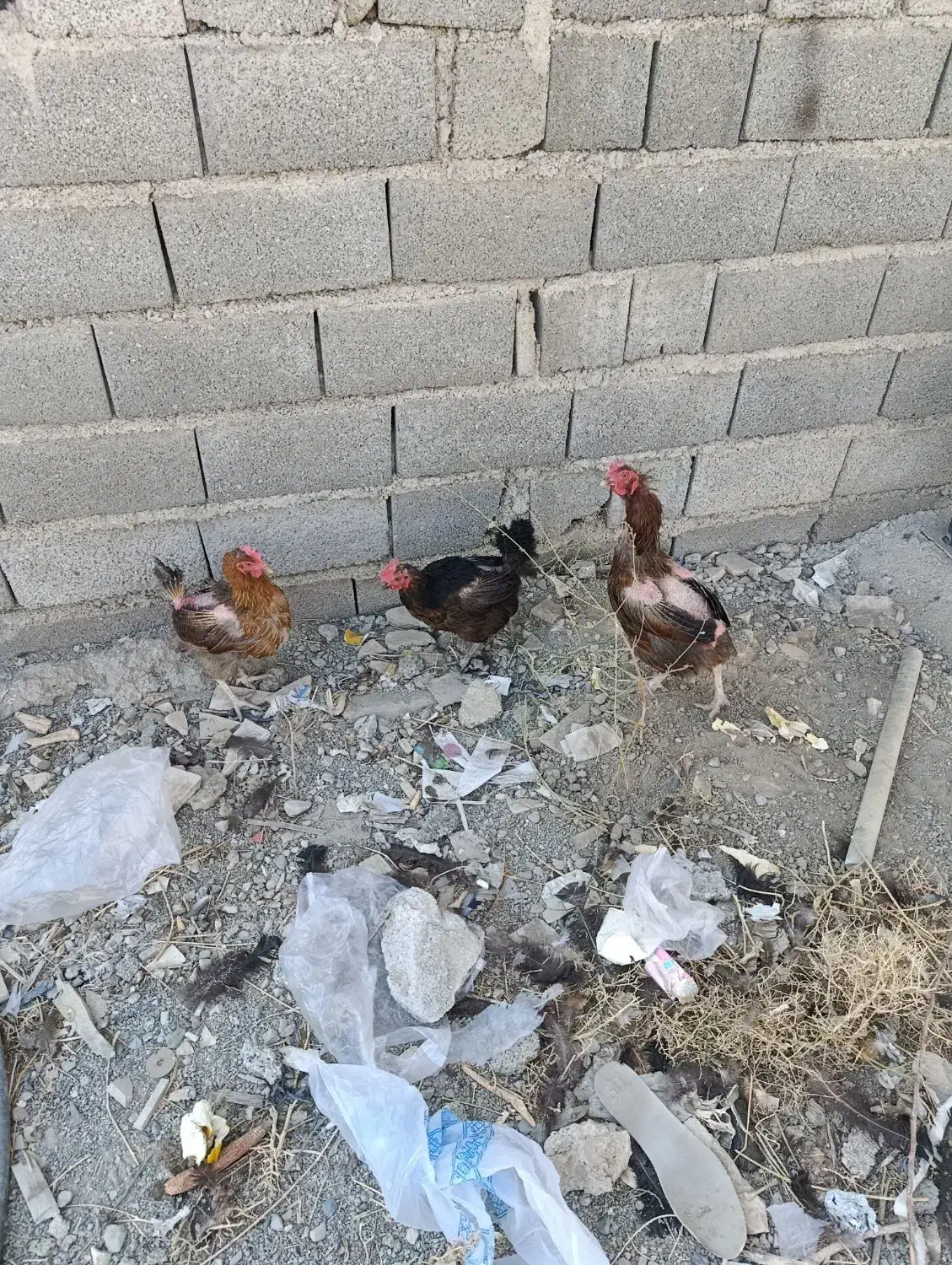 مرغ و خروس و جوجه مرغ و بوقلمون|حیوانات مزرعه|ماهدشت, |دیوار