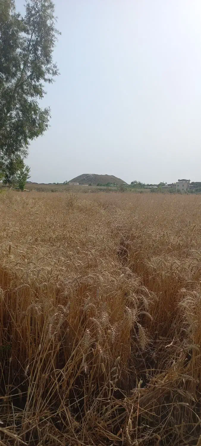 6هزار متر تورنگ تپه|فروش زمین و ملک کلنگی|سرخنکلاته, |دیوار