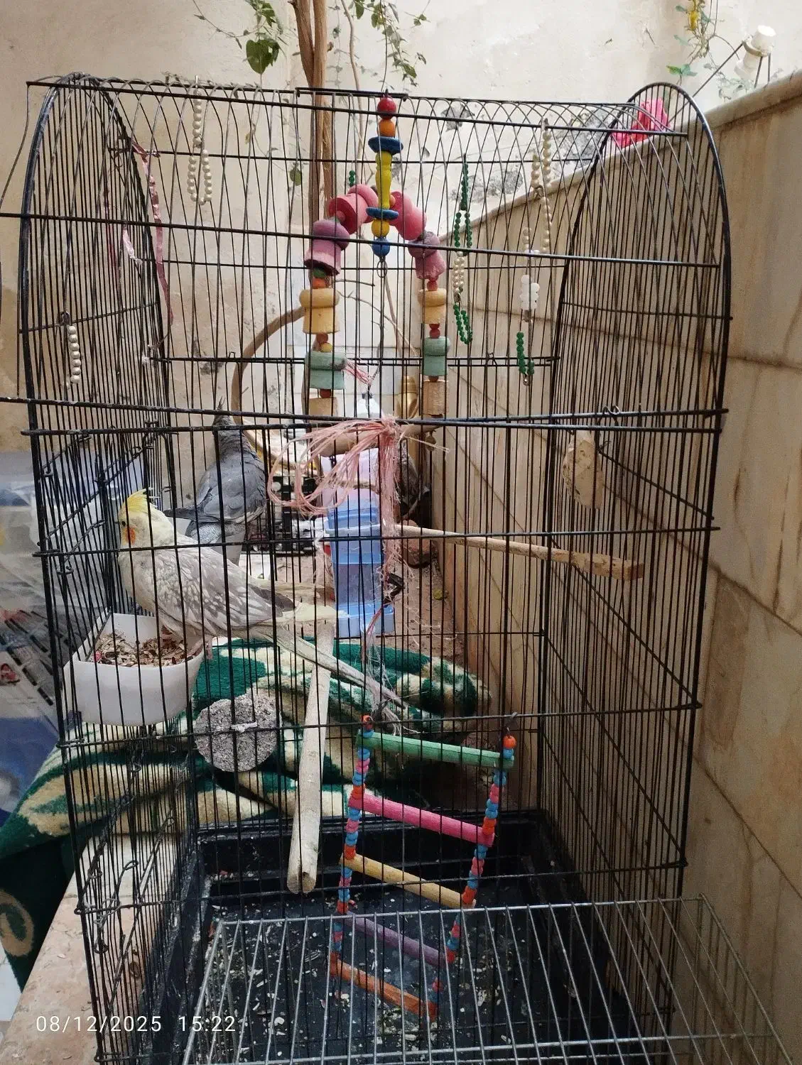 مرغ مینا و دوعدد عروس مرغ مینا سخن گو|پرنده|قم, شهرک مهدیه (مدرس)|دیوار