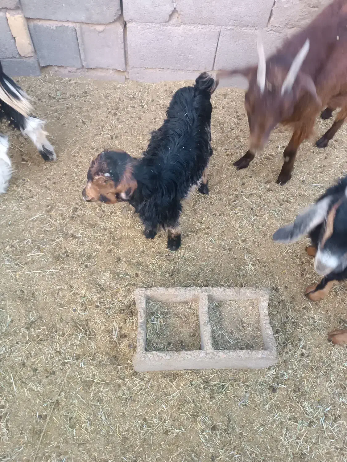 بزغاله شیری|حیوانات مزرعه|شهرضا, |دیوار