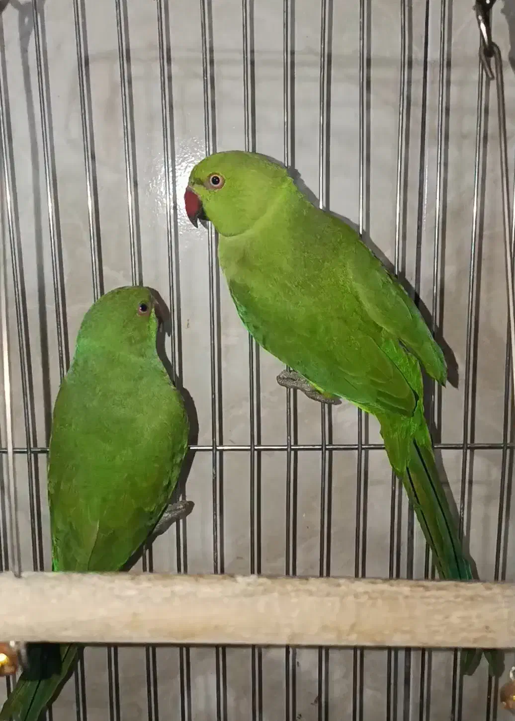 ط و|پرنده|یاسوج, |دیوار