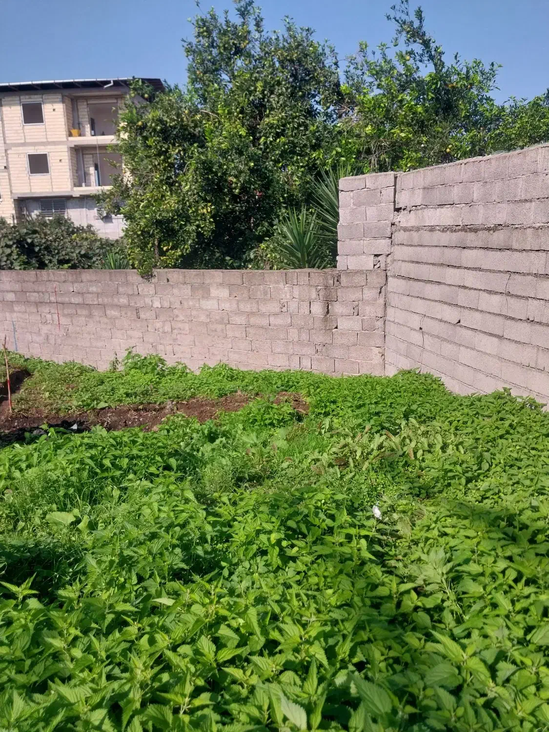 زمین منطقه آزاد ۳۰۰متر گراکو سند تک برگ|فروش زمین و ملک کلنگی|تنکابن, |دیوار