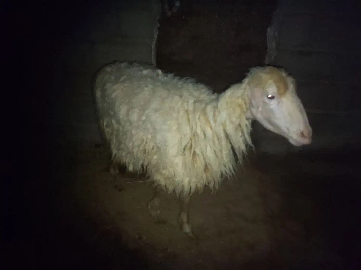 یه میش جوان با بره نر|حیوانات مزرعه|کاکی, |دیوار