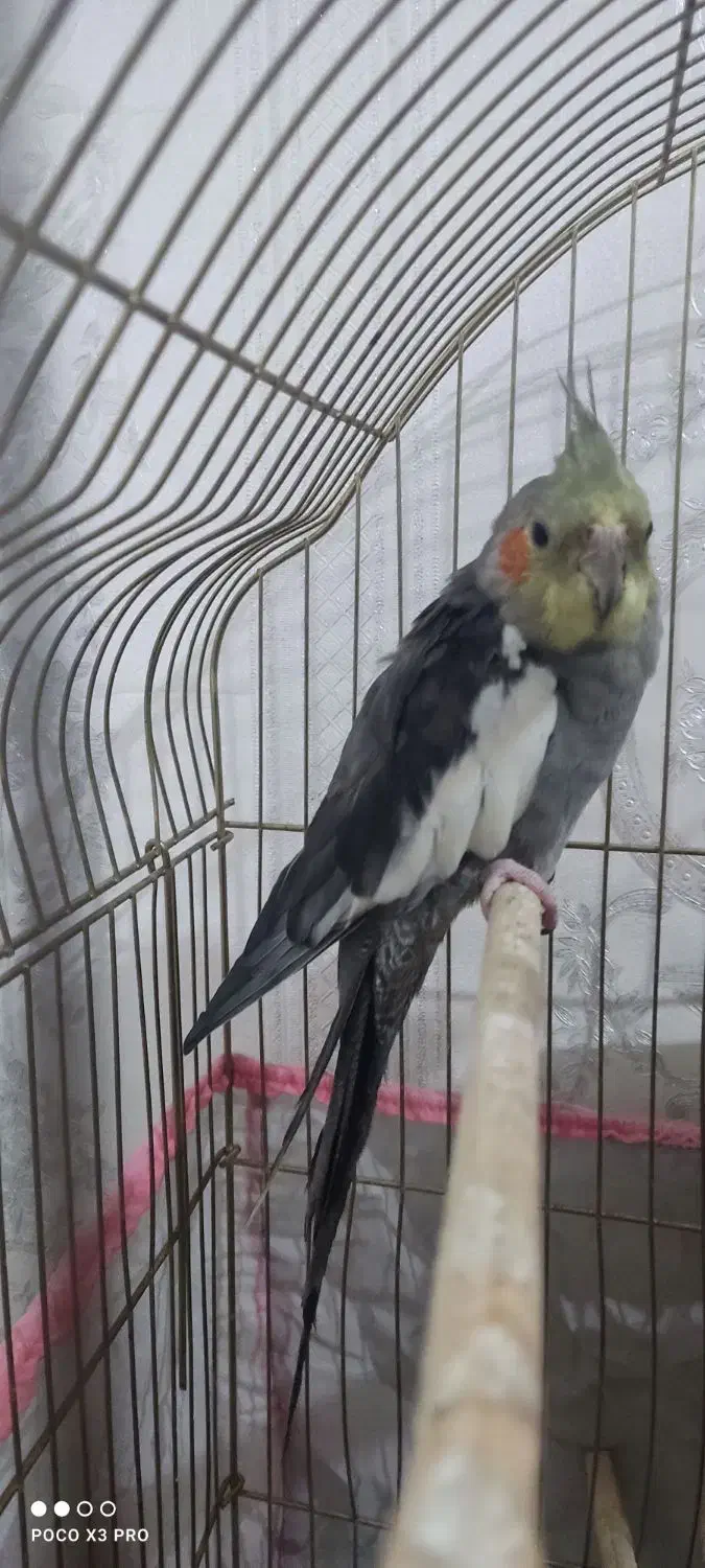 عروس هلندی سخنگو|پرنده|بوکان, |دیوار