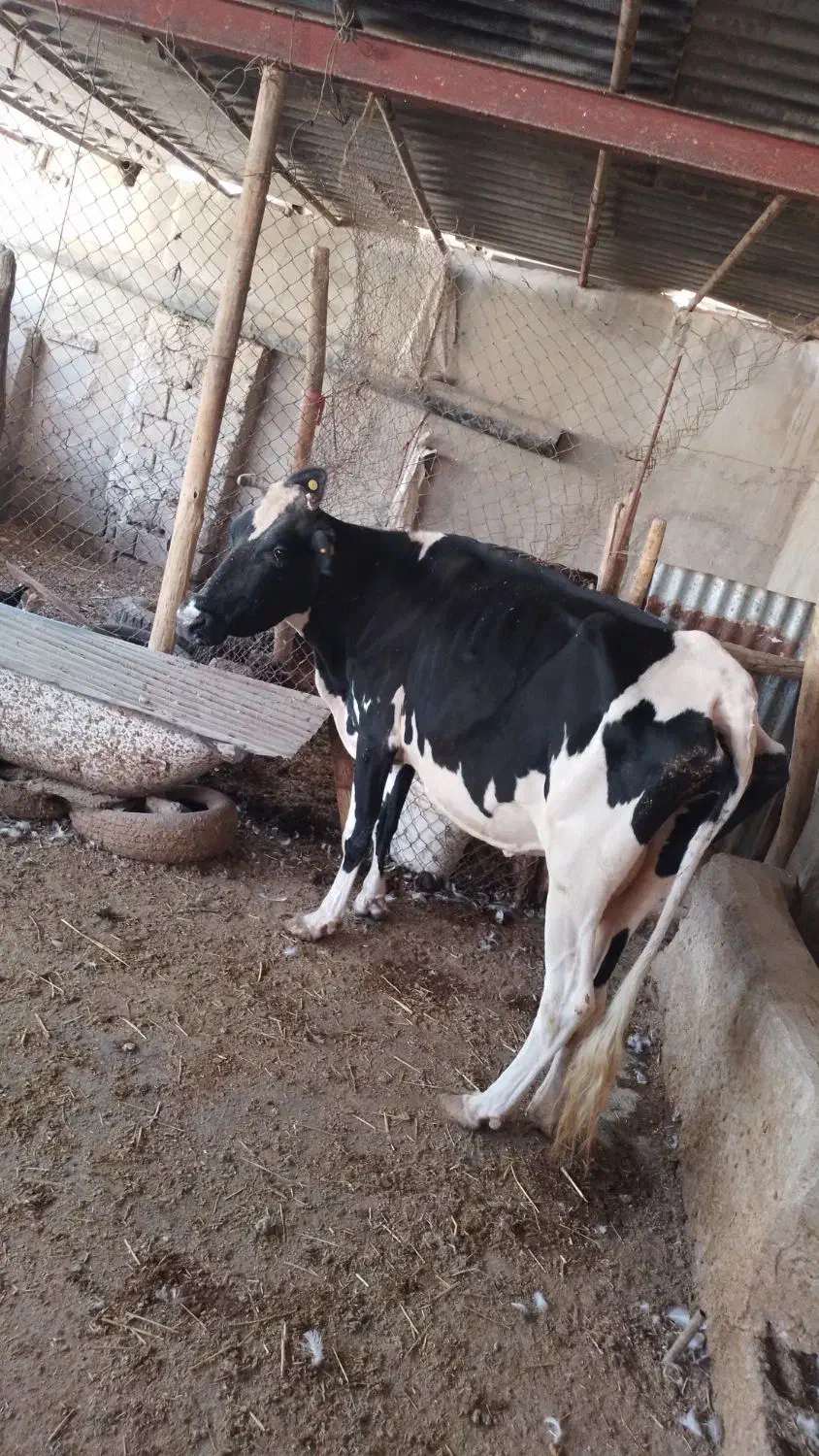 گاو|حیوانات مزرعه|چمران, |دیوار