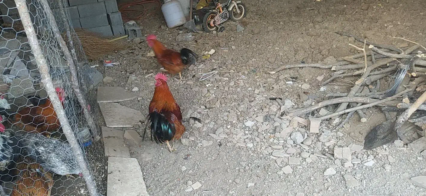 خروس محلی بالغ|حیوانات مزرعه|سورک, |دیوار