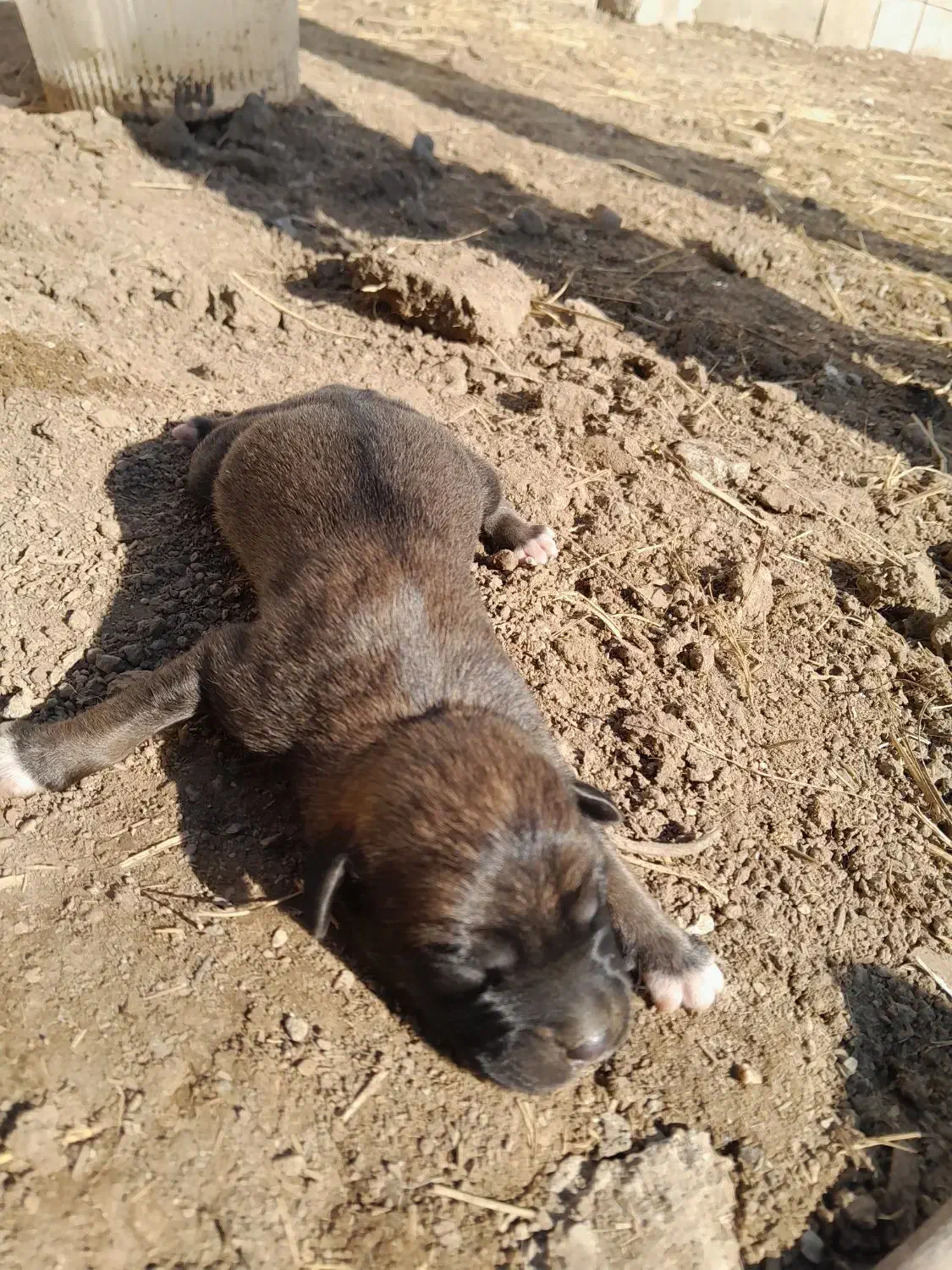 سگ ترکمن|سگ|گنبد کاووس, |دیوار