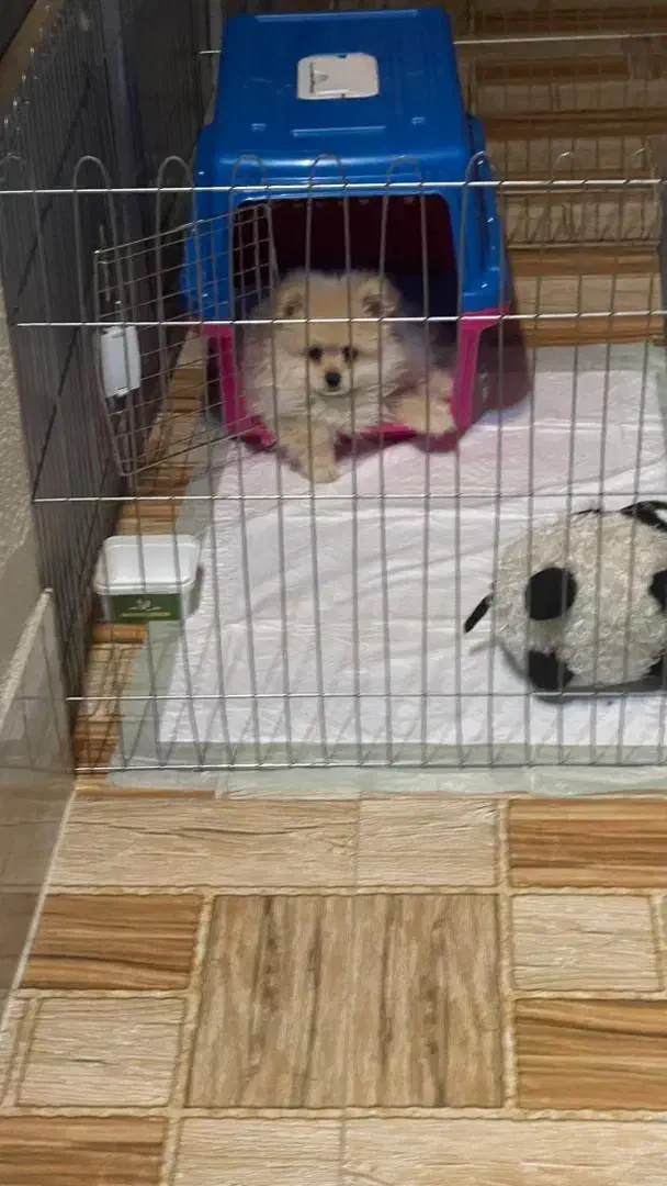 پامرنرشرایط نگهداری ندارم|سگ|قائمشهر, |دیوار