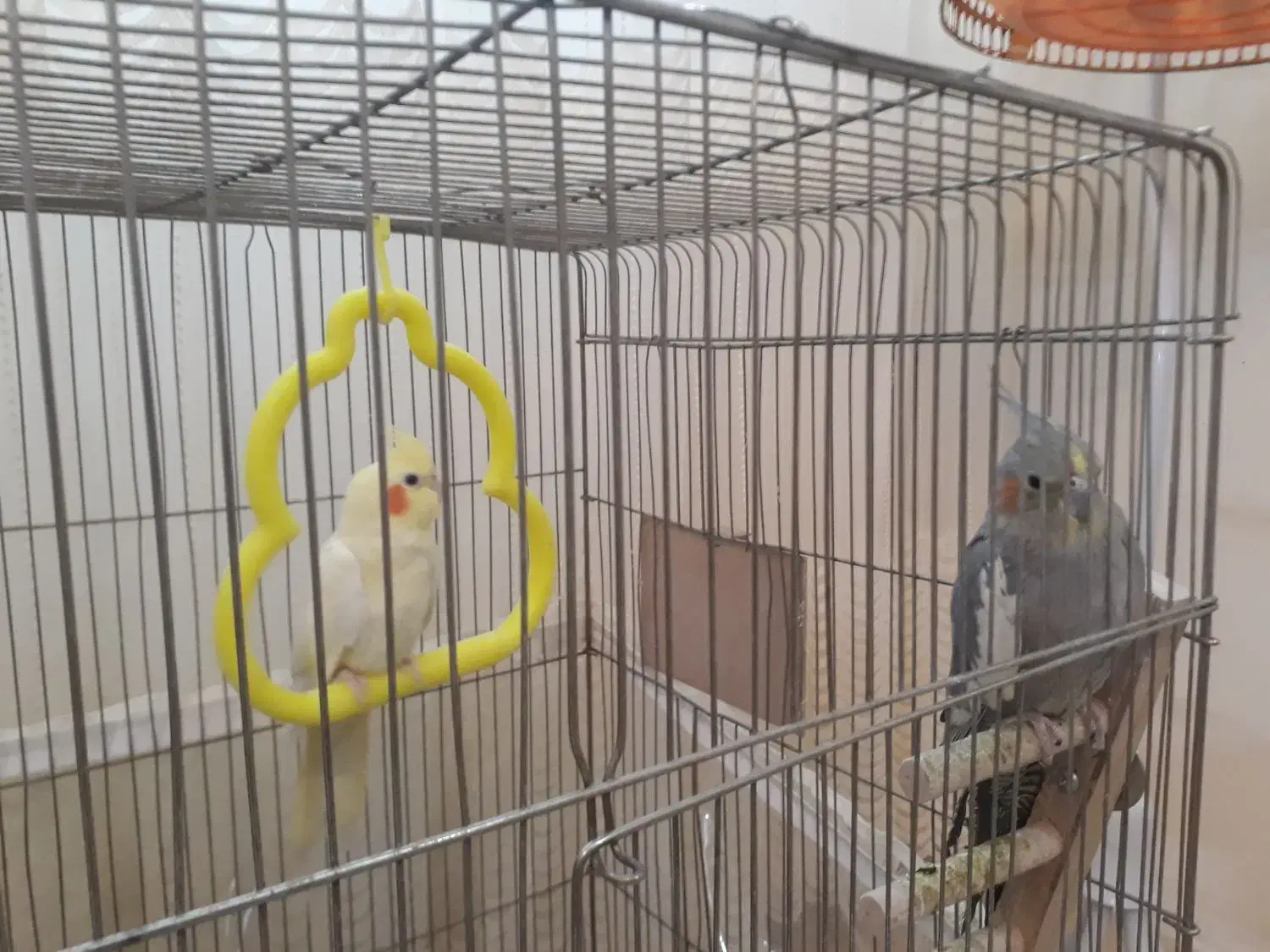 عروس هلندی|پرنده|گلبهار, شهر جدید گلبهار|دیوار