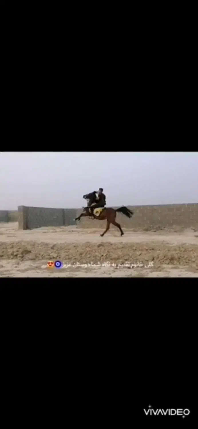 مادیان میکروچیپ شده|اسب و تجهیزات اسبسواری|گله دار, |دیوار