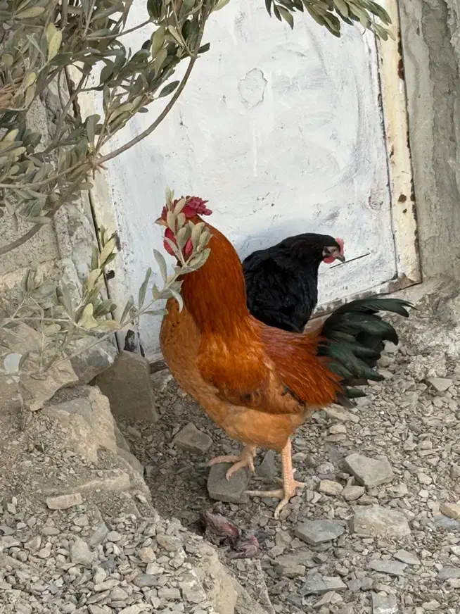 حیوان مزرع خروس|حیوانات مزرعه|رودبار, |دیوار