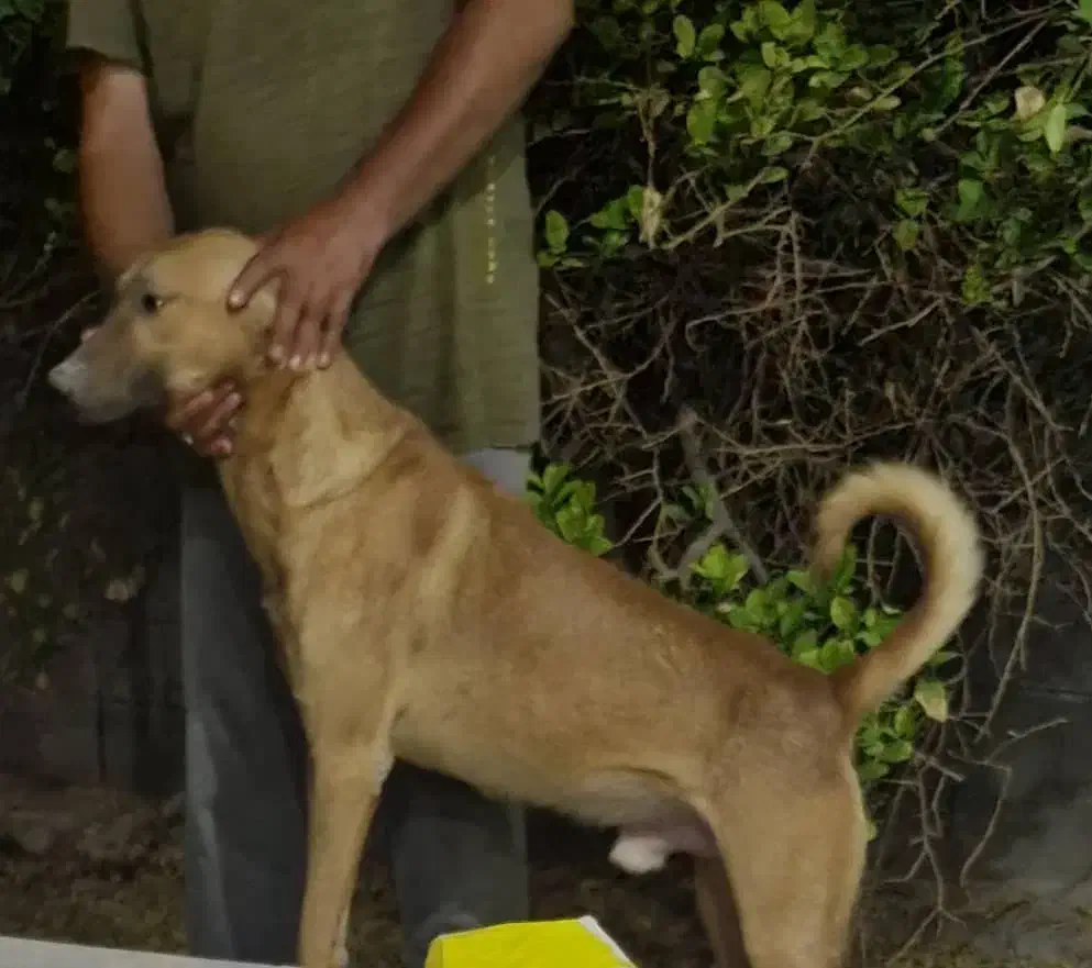 سگ باهوش ونگهبان|سگ|بندرعباس, |دیوار