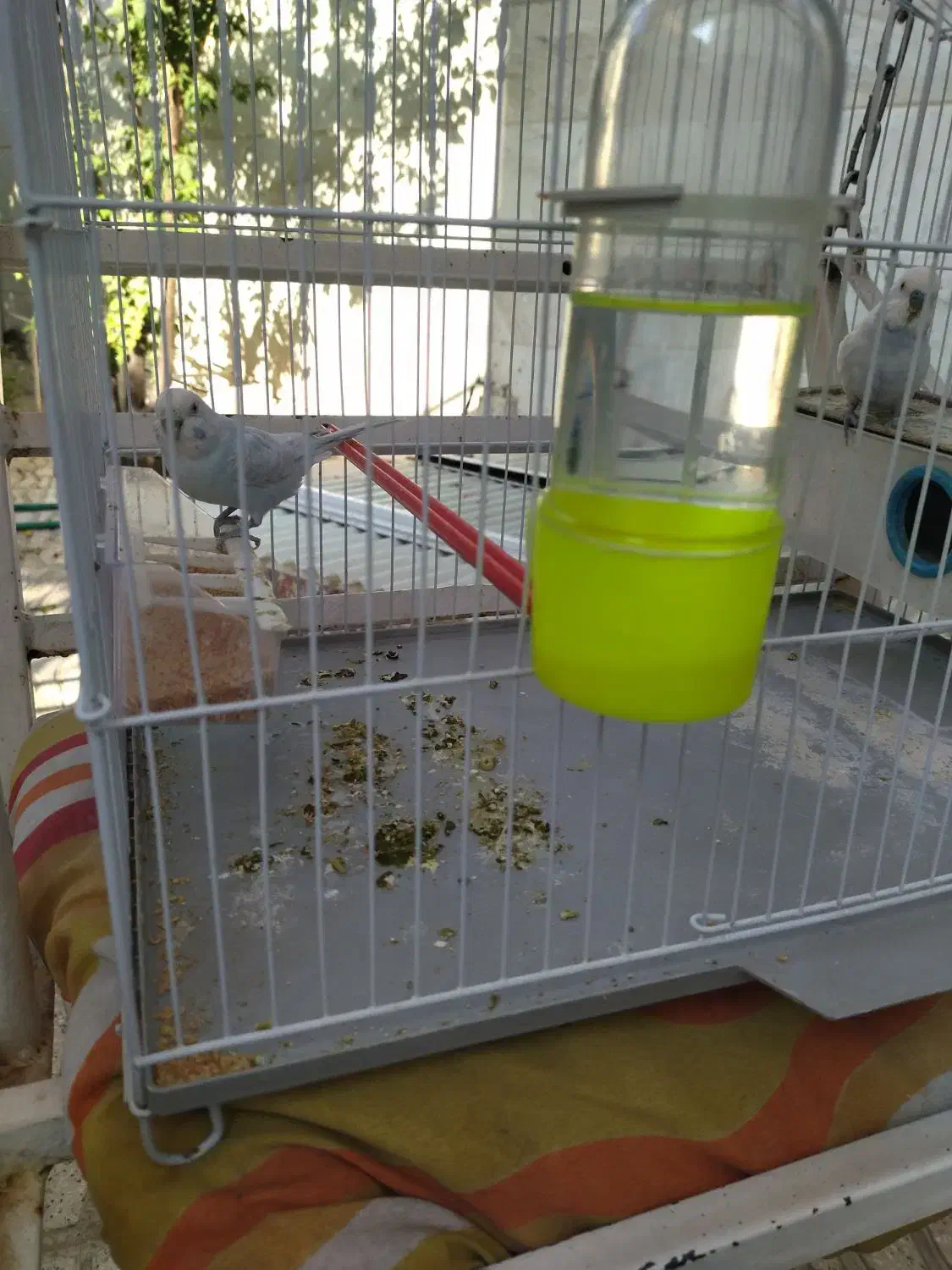 فروش یه جفت مرغ عشق جفتی هلندی|پرنده|شیراز, شهرک والفجر|دیوار