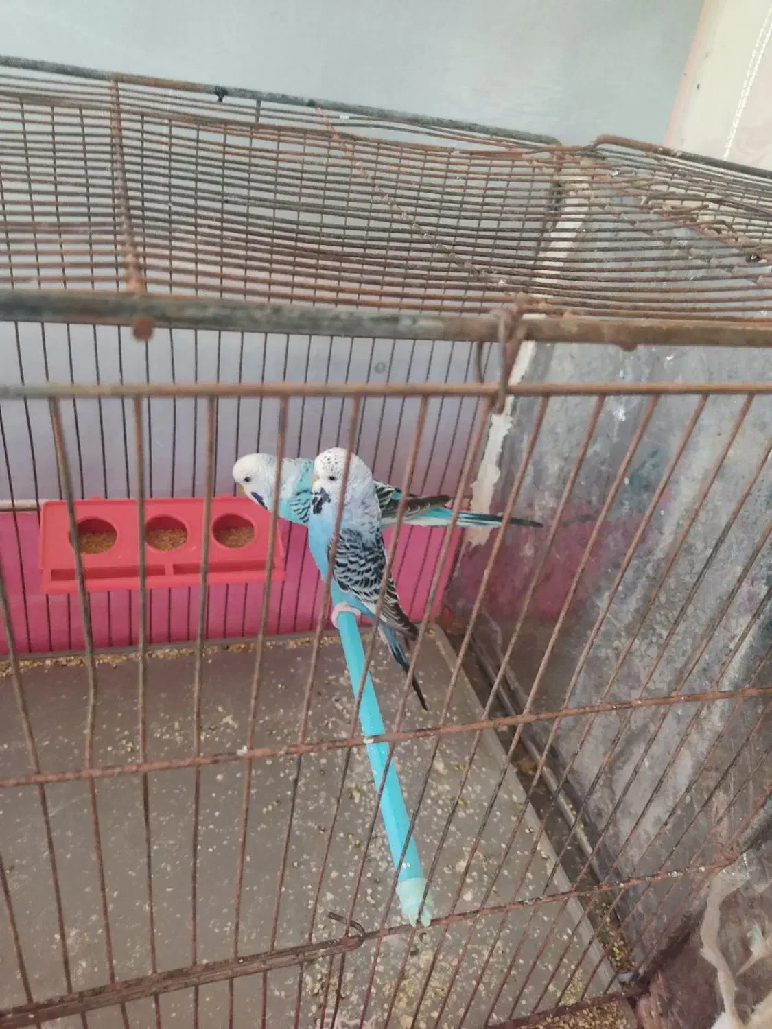 بسمی تعالا|پرنده|فارسان, |دیوار