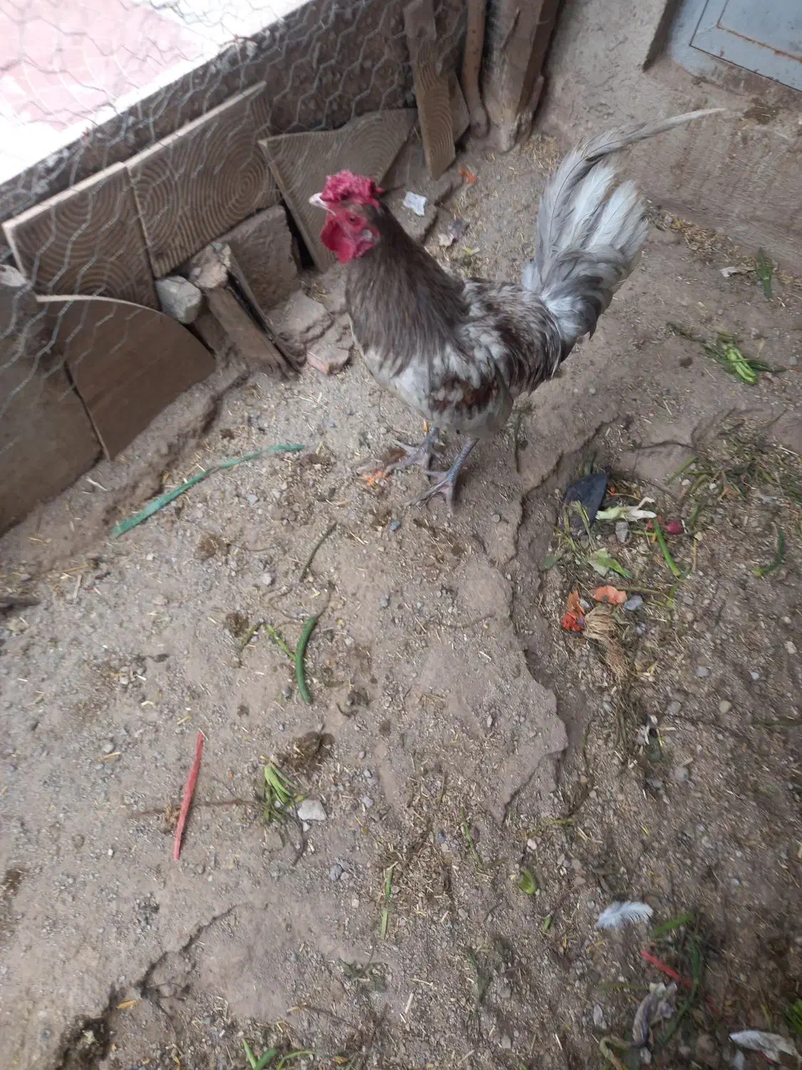 مرغ وخروس گلین|حیوانات مزرعه|مشگین شهر, |دیوار