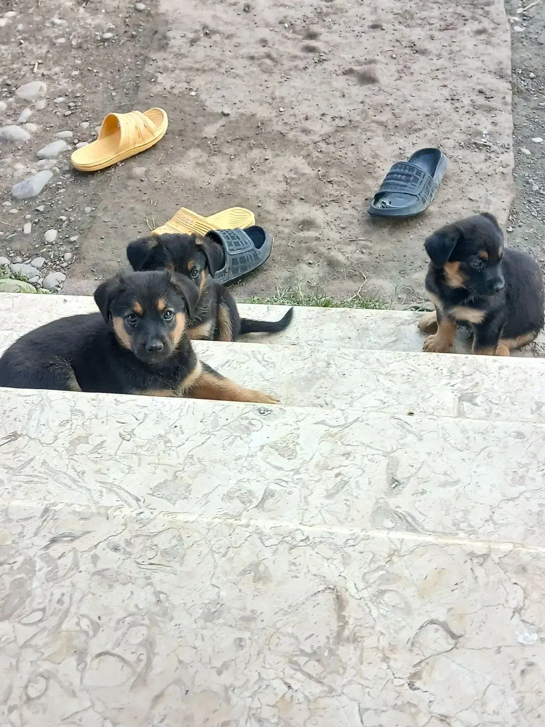 سگ ژرمن شیپرد مینیاتوزی وارداتی|سگ|سنگر, |دیوار